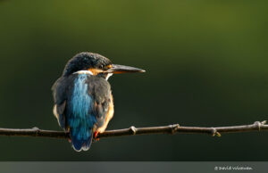 Common Kingfisher