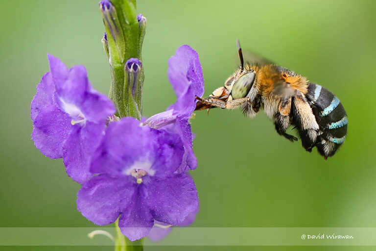 Sunda Insect Sunda Blue-banded Digger Bee - Singapore Geographic