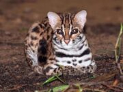 Are there any Wildcats in Singapore?