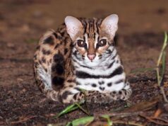 Are there any Wildcats in Singapore?