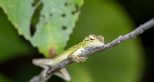 Changeable lizard – Oriental Garden Lizard