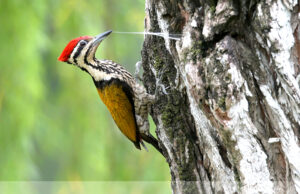 Common Flameback Woodpecker