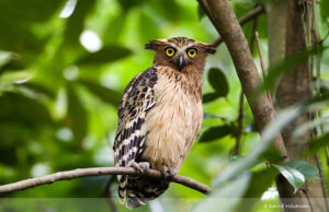 Buffy Fish Owl