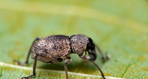 Broadnosed Weevil