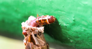 Bagworm Moth