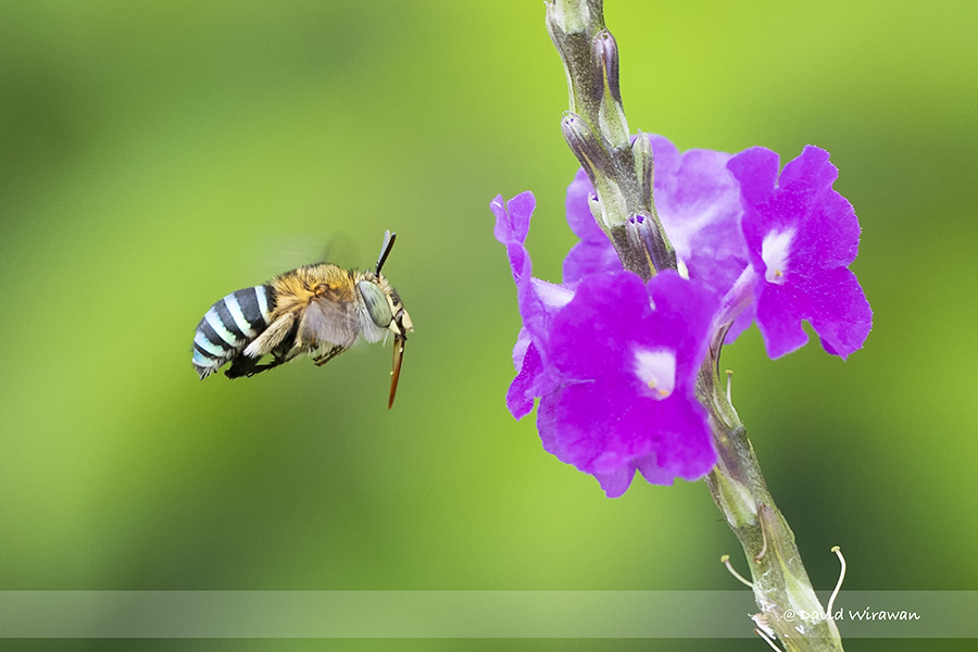 Sunda Insect Sunda Blue-banded Digger Bee - Singapore Geographic