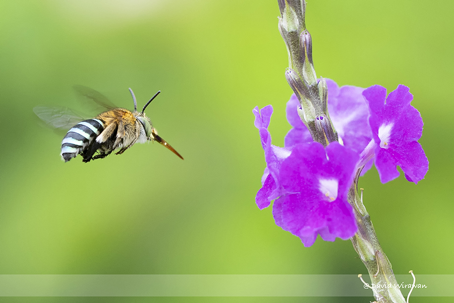 Sunda Insect Sunda Blue-banded Digger Bee - Singapore Geographic