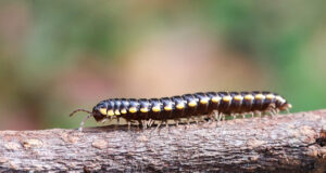 Black and yellow millipede