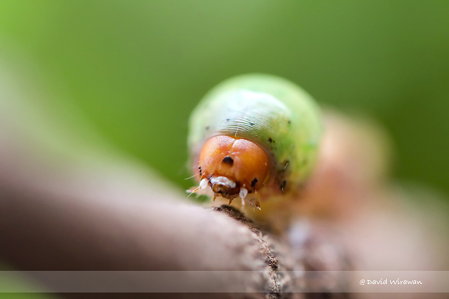 Nolid Moth - Singapore Geographic