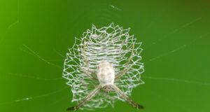 Argiope spider