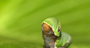 Common Mormon