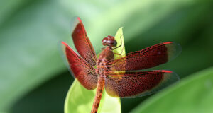 Common Parasol – Neurothemis fluctuans