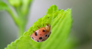 28-Spotted Potato Ladybird