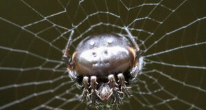 Araneus nox Spider