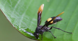 Banded Paper Wasp