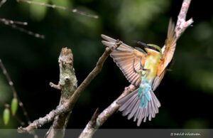 Blue-tailed Bee Eater