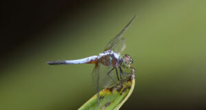 Blue Dasher