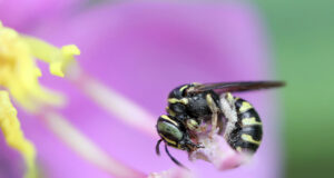 Ceratina collusor – Small carpenter bee