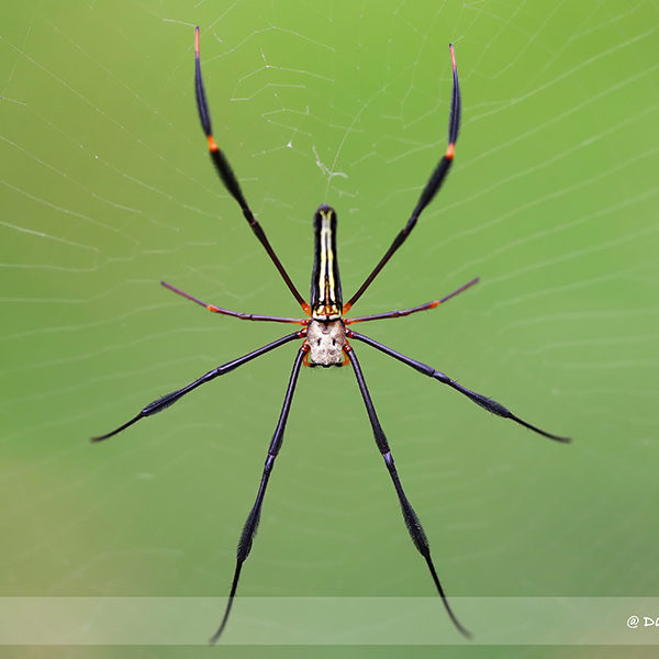 Spider Checklist - Singapore Geographic