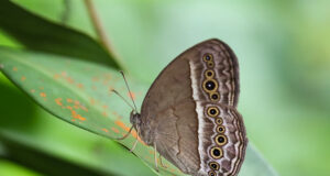 Burmese Bush Brown
