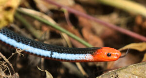 Blue Coral Snake