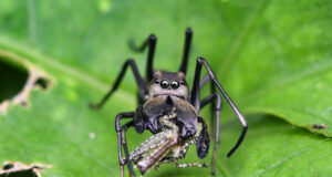 Ant-mimicking Jumping Spider