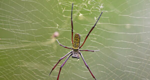 Batik Golden Web Spider