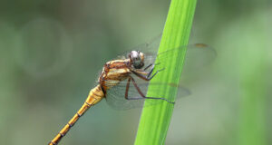 Common blue skimmer
