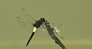 Banded Skimmer