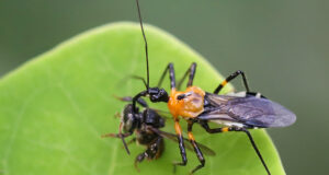 Assassin Bug – Harpactorinae