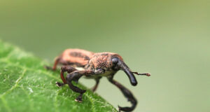 Alcidodes sp – Weevils