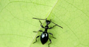 Ant-mimicking Beetle – Anthelephila serdanga