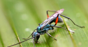 Blue Spider wasp