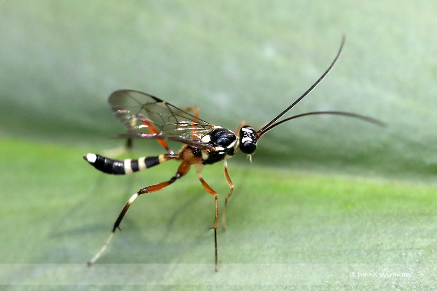 Ichneumon Wasp Ichneumon Wasp