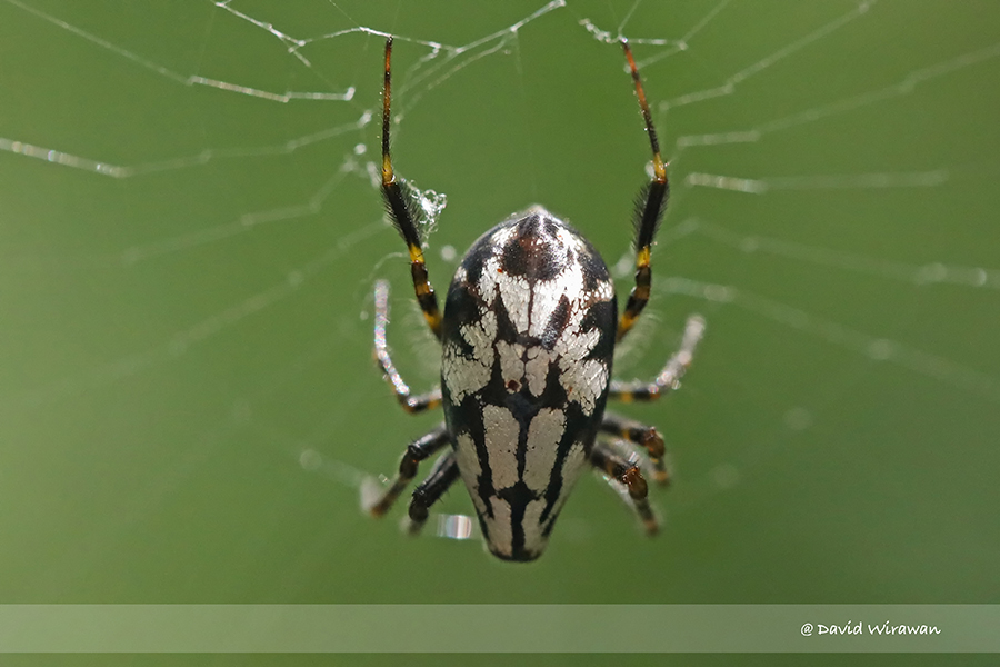 Pear-shaped Opadometa fastigata P2090844, This spider has t…