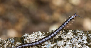 Centipede – Cormocephalus dentipes