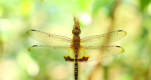 Amber-winged marsh glider