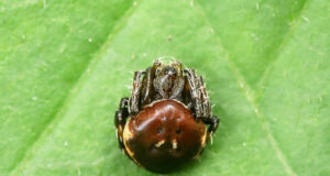 Araneus nox