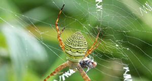 Argiope aemula