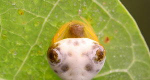 Bird dropping spider – Cyrtarachne sp