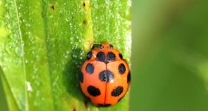 Coelophora bissellata