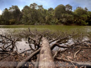 Mandai T15 Nature Trail