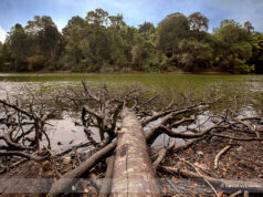 Mandai T15 Nature Trail