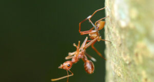 Ant-mimicking crab spiders