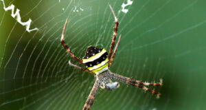 Argiope pulchella