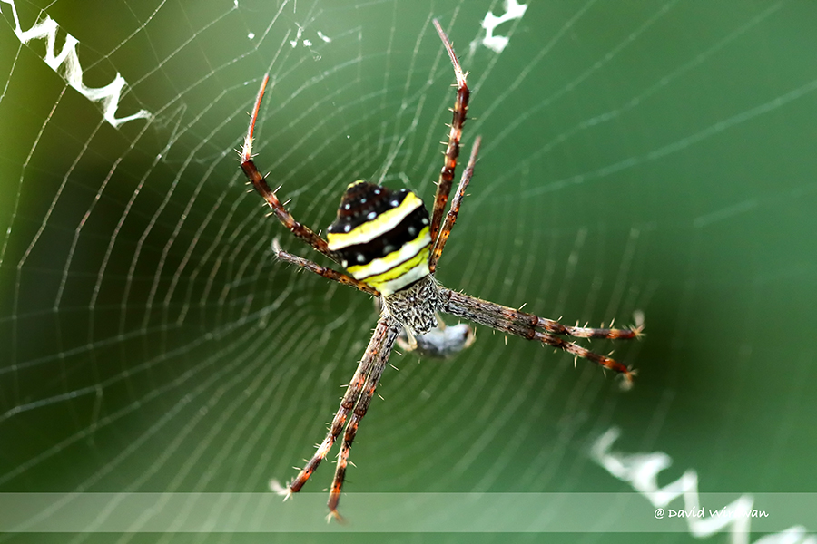 File:Argiope anasuja spider.jpg - Wikipedia