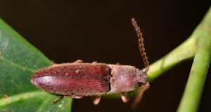 Click Beetle – Agriotes sp