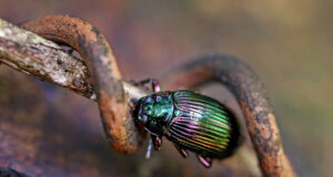 Darkling beetle – Pseudonautes sp