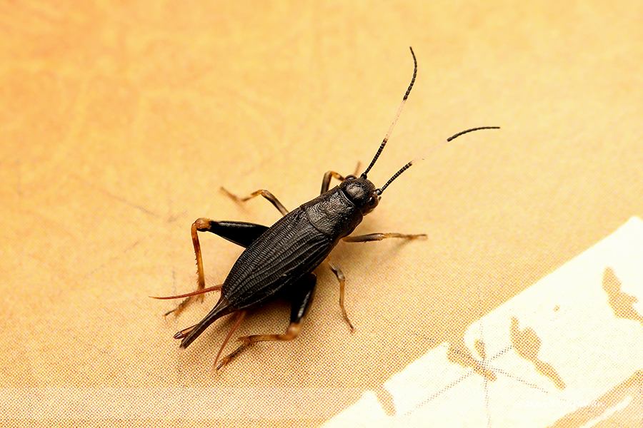 Shingru Insect Sclerogryllus sp - Singapore Geographic