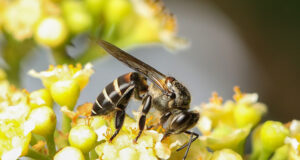 Black Dwarf Honey Bee
